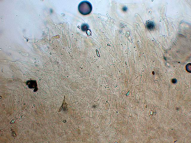 Camarophyllopsis atrovelutina  (Romagn.)  Argaud